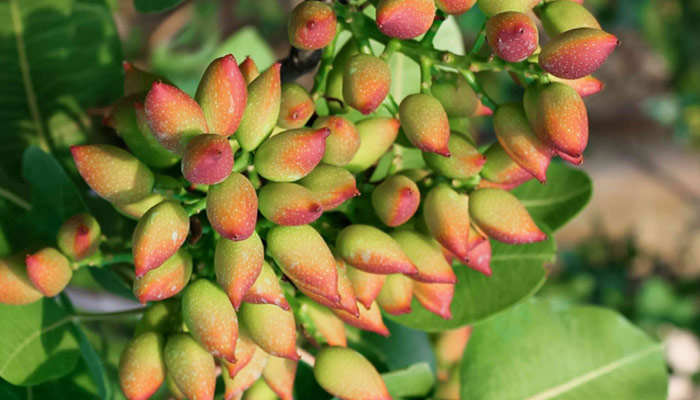 pistachio tree