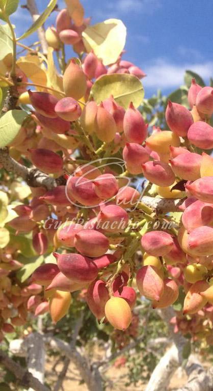 Pistachio Tree